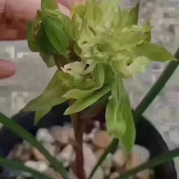 Blooming Beauty Chinese Orchid