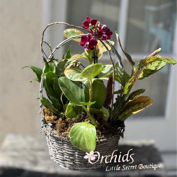 Mini Purple Phalaenopsis Orchid Prayer Plant Dish Garden Plants