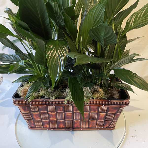 Elegant Peace Lily (Deluxe)