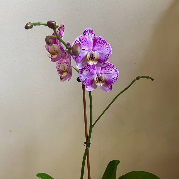 Purple Speckled Orchid - Live Plant