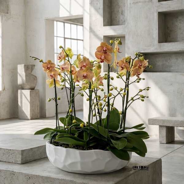 Low white bowl of peach and yellow orchids in a modern concrete interior.