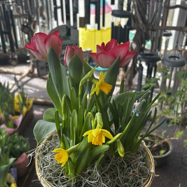 Blooming Bulb Garden