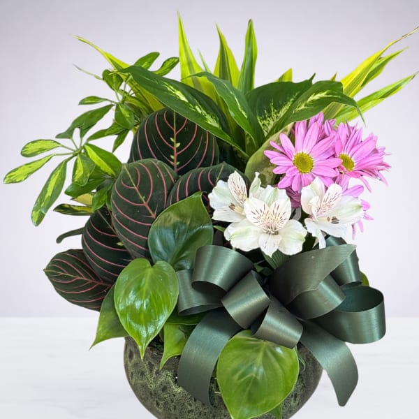 Mixed potted plant arrangement with pink daisies and a dark ribbon bow