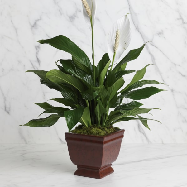 Lovely One Spathiphyllum Plant