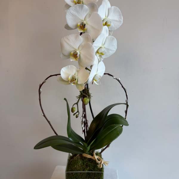 Tall white phalaenopsis orchid plant in a glass cube vase with moss and a twig heart accent