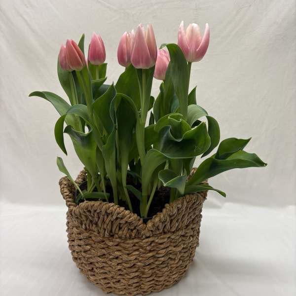 Large Tulip Basket