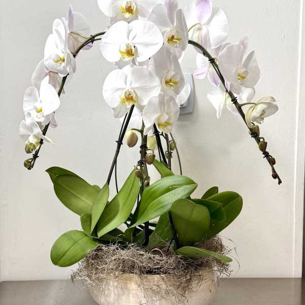Arrangement with Phalaenopsis