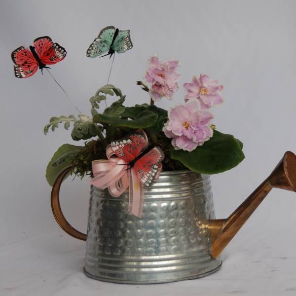 Little African violet