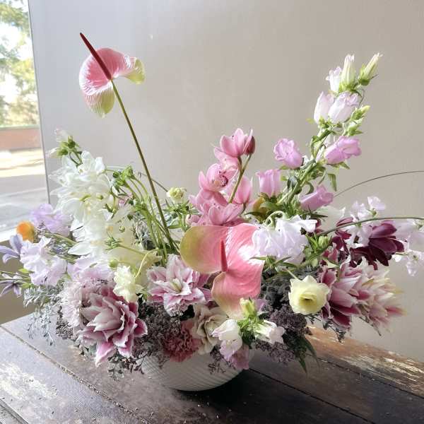 Musc (Gallery Photo)