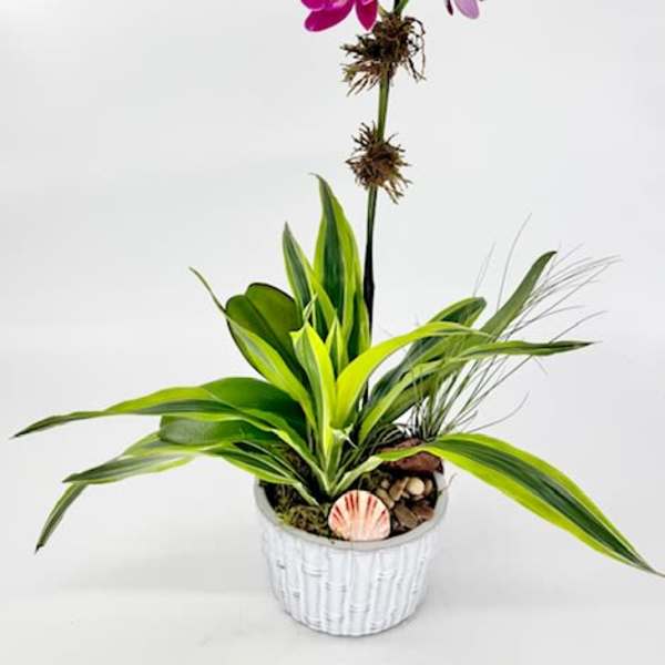 Potted magenta orchid with green foliage and air plant in a white ceramic container