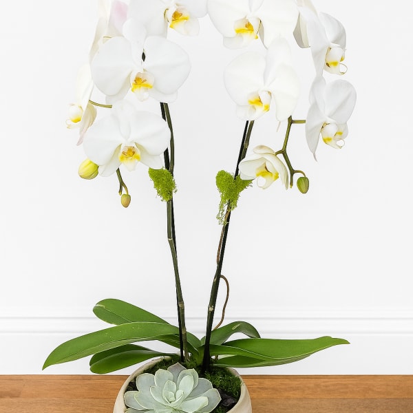 White orchid plant with arching blooms and a succulent in a round cream pot
