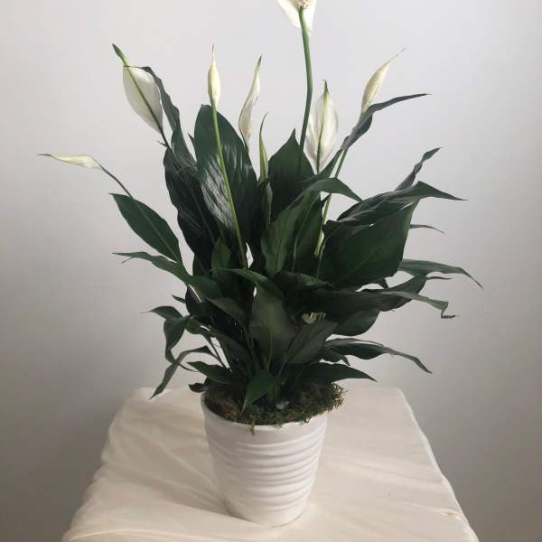 Potted Peace Lily Plant