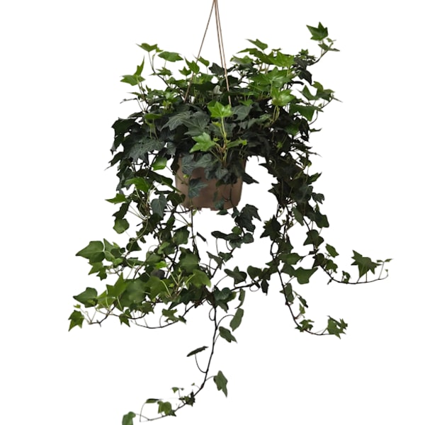 Hanging Ivy Plant
