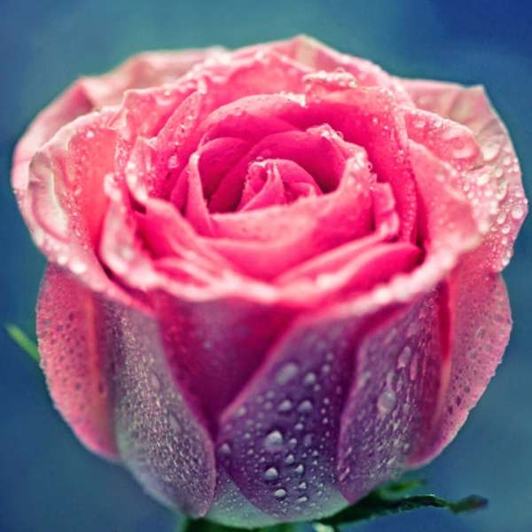 Close-up of a pink rose with water droplets