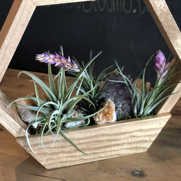 Air plants in a wooden geometric planter with decorative stones