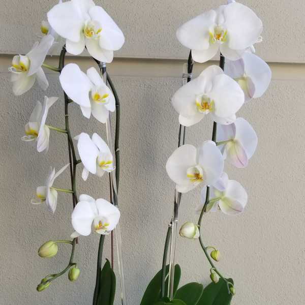 White orchids in a dark decorative pot with striped succulents