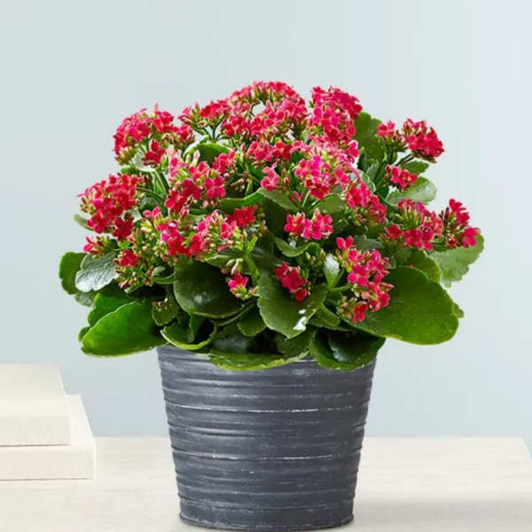 Kalanchoe Plant
