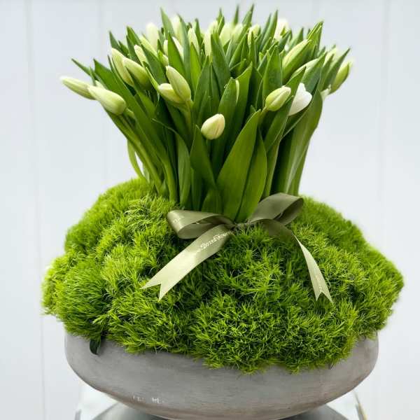 White tulip buds arranged in a moss-covered bowl with a ribbon