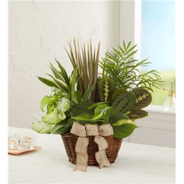 Assorted green houseplants arranged in a wicker basket with a burlap bow.
