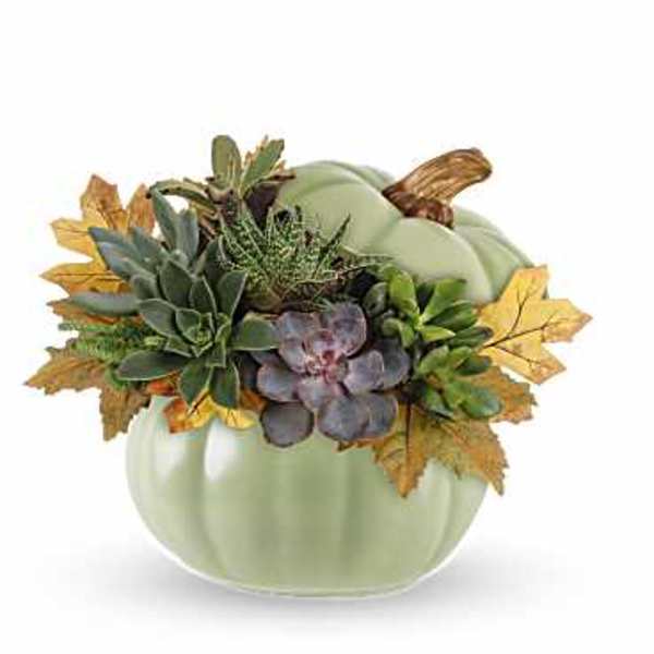 Teleflora's Sage Pumpkin Succulent Garden