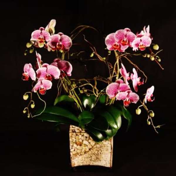 Pink orchids arranged in a decorative vase
