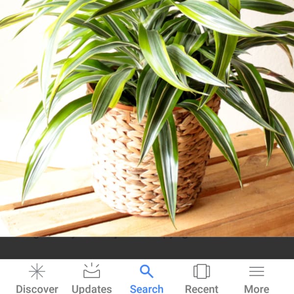 Potted variegated dracaena plant in a woven basket