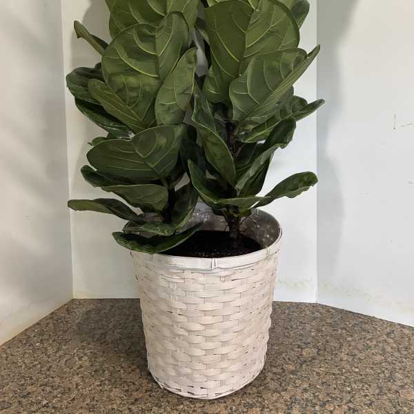 Fiddle Fig Double Stem