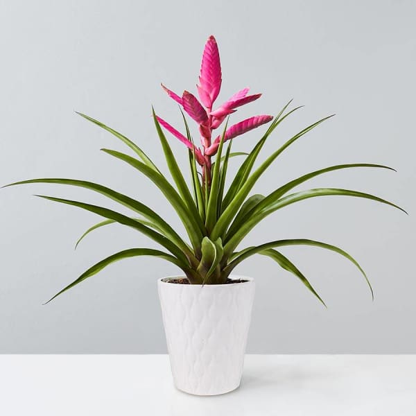 Potted plant with long green leaves and bright pink flower spikes