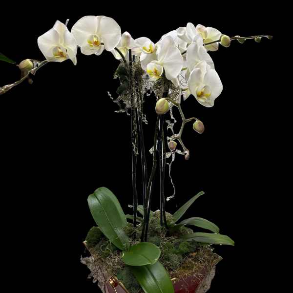 White phalaenopsis orchid plant with arching stems in a red and gold pot