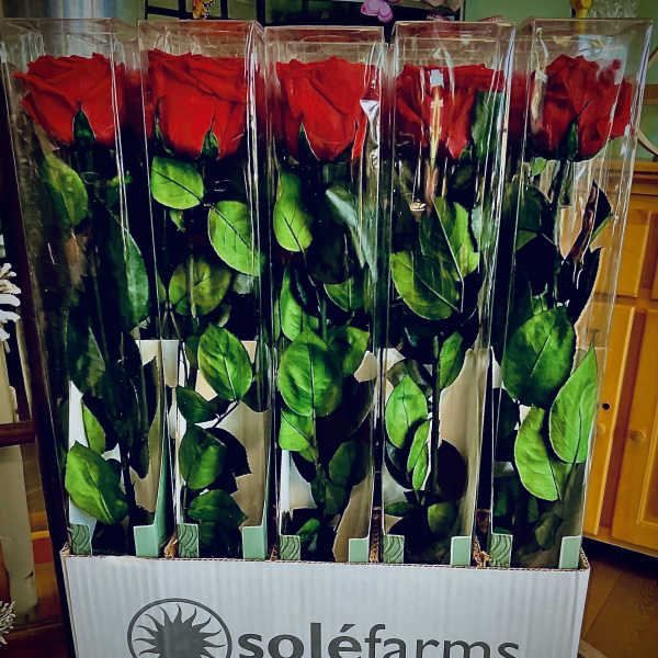 Forever Long-Stemmed Red Rose