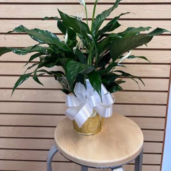 6" Peace Lily wrapped in paper