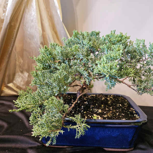 Bonsai tree in a blue rectangular pot