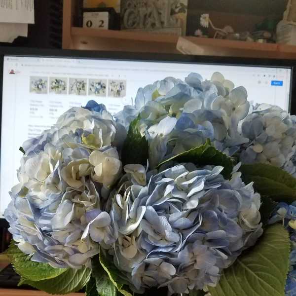 Blue Hydrangea Bouquet