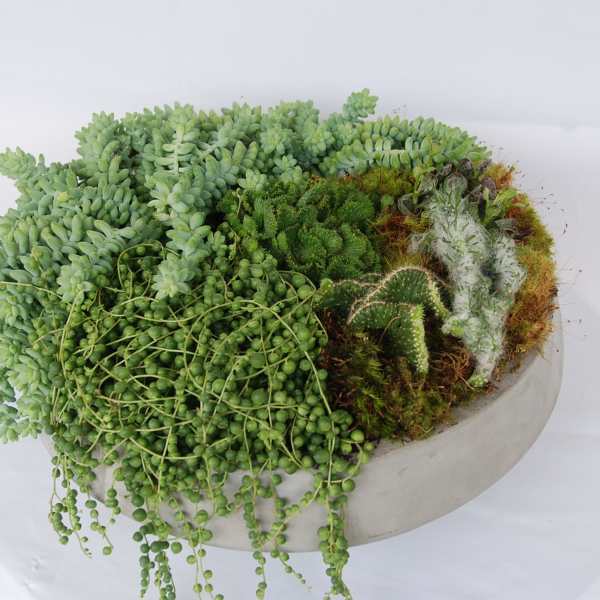 Succulent arrangement in a shallow round planter with trailing bead-like plants