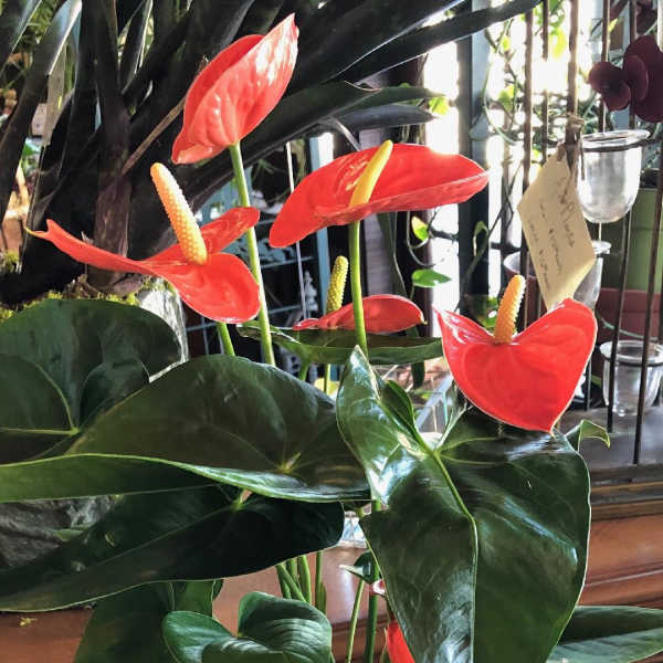 Potted anthurium plant with red flowers in a black container