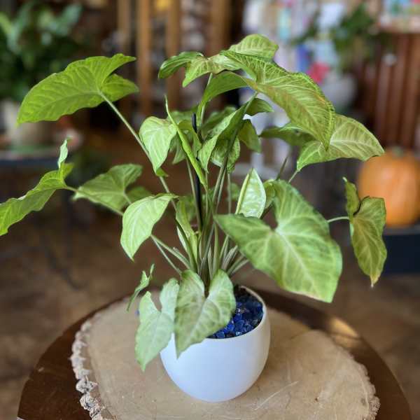 Potted green houseplant with arrow-shaped leaves in a white pot