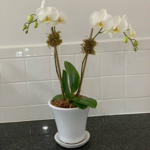 Hampton's Summer Season Double Stem Mini Phalaenopsis Orchid Planter