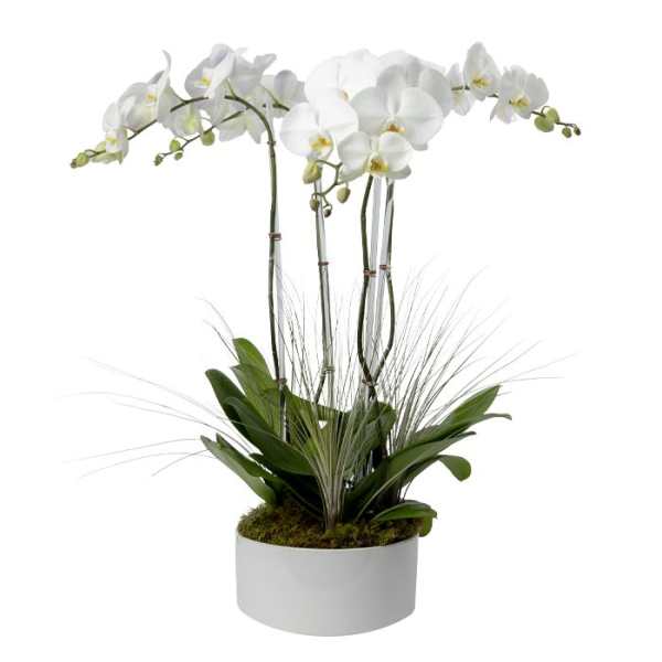 White phalaenopsis orchid plant with arching blooms and tall grasses in a low white pot