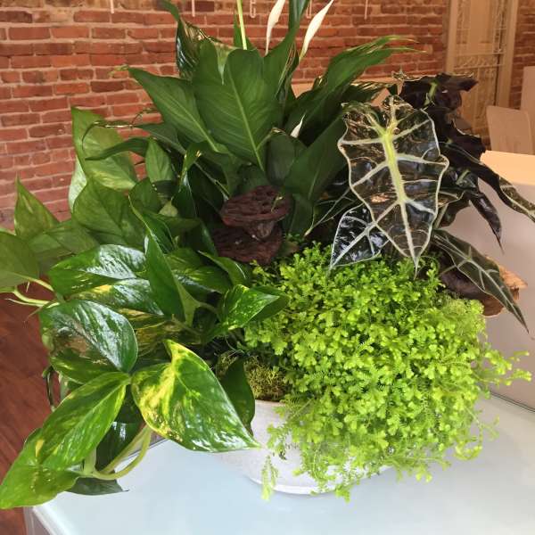 Mixed tropical plants in a white container with white calla lilies