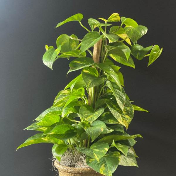 Tall green houseplant with heart-shaped leaves in a woven basket pot against a dark background