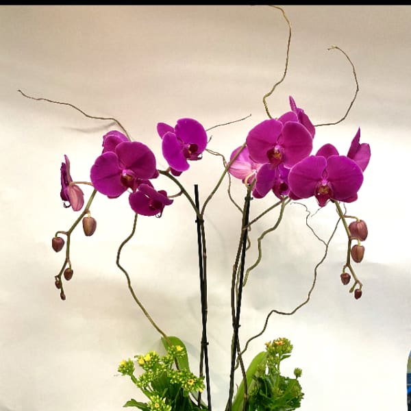Purple orchids in a white textured pot with green plants