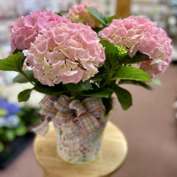 Potted pink hydrangea plant in a decorative container with a pastel plaid bow on a wooden stool