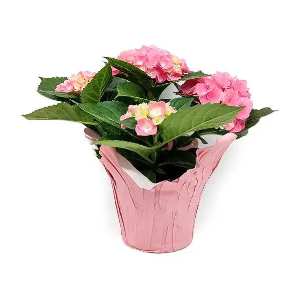 Blooming Hydrangea Plant