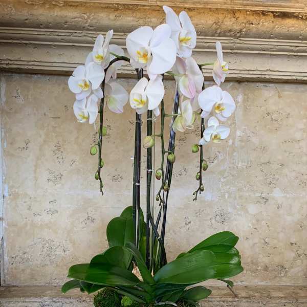 White orchid plant in a white pot with moss