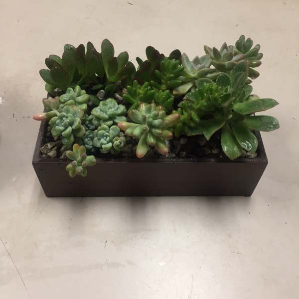 Rectangular planter filled with assorted succulents