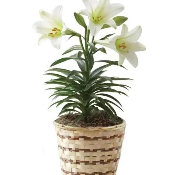 Potted white lily plant with three open blooms in a woven basket.