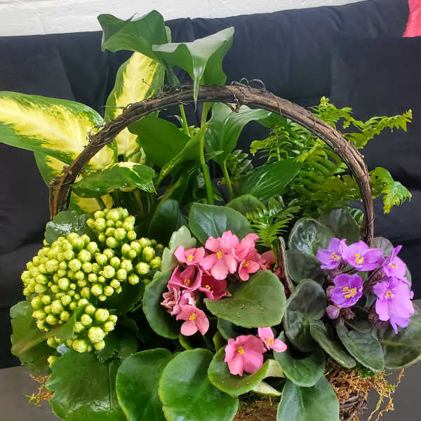 Basket garden of lush green plants with pink and purple flowering plants in a rustic handled basket.
