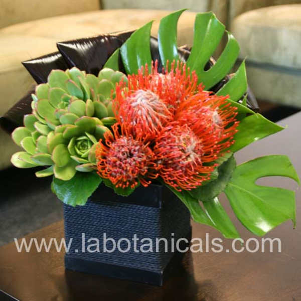 Succulent arrangement with orange pincushion flowers in a black square container