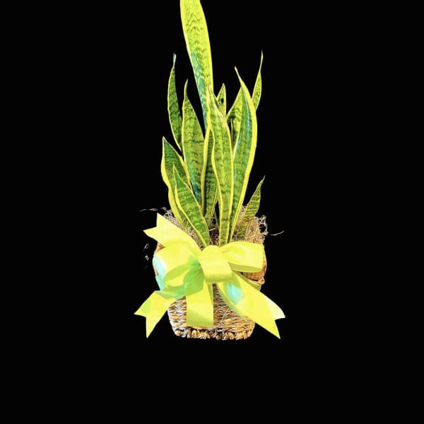 Potted snake plant with a yellow ribbon in a woven basket