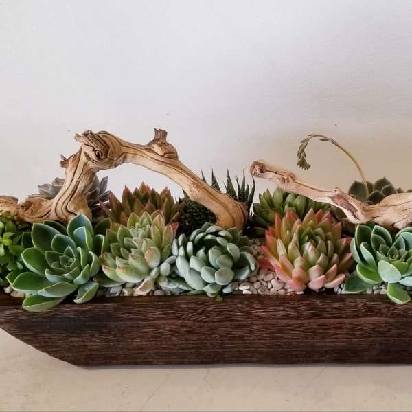 Succulent arrangement in a long wooden planter with driftwood accents